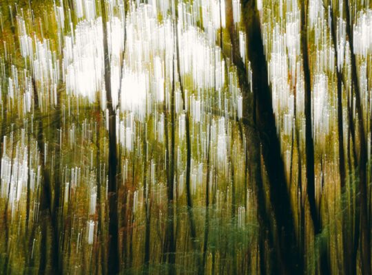 A blurry image of trees