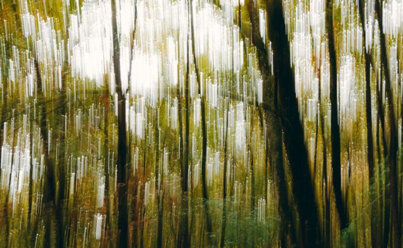 A blurry image of trees